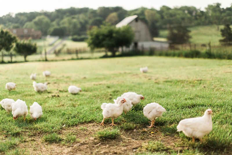 France - chicken road casino
