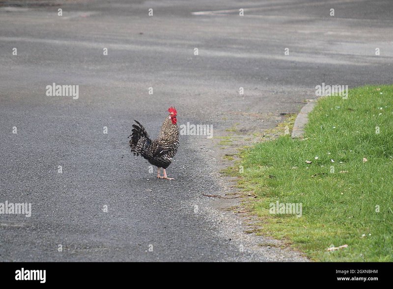 Découvrez le Jeu de Casino Excitant Chicken Road en Ligne en France